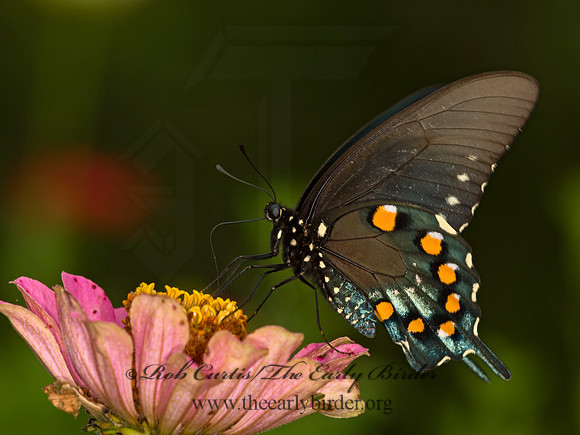 Battus philenor  PIPEVINE SWALLOWTAIL 9049450