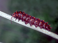 Battus philenor  PIPEVINE SWALLOWTAILs 86418 copy