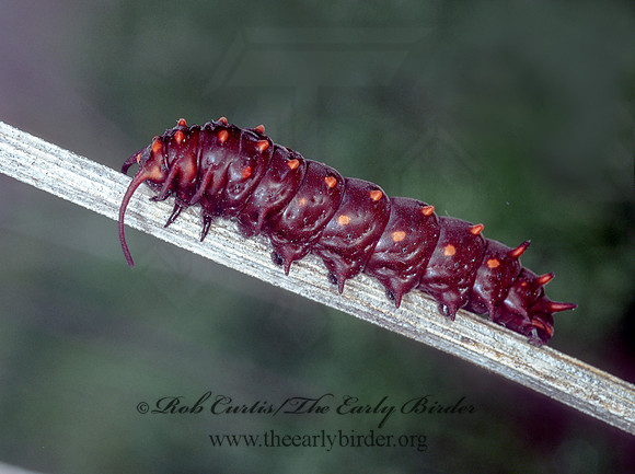 Battus philenor  PIPEVINE SWALLOWTAILs 86418 copy