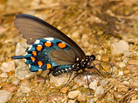 Battus philenor  PIPEVINE SWALLOWTAILs 8017313