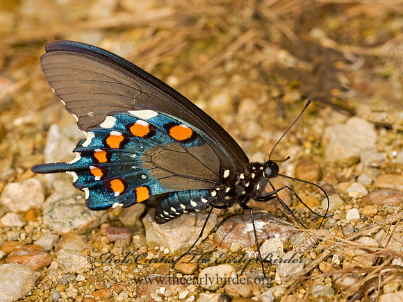 Battus philenor  PIPEVINE SWALLOWTAILs 8017313