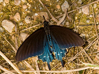 Battus philenor  PIPEVINE SWALLOWTAILs 8017407