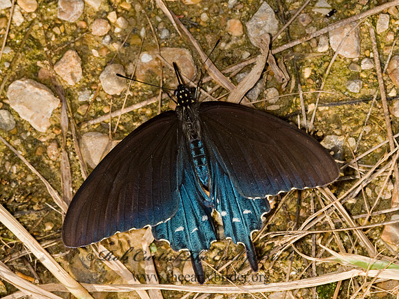 Battus philenor  PIPEVINE SWALLOWTAILs 8017407