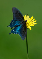 Battus philenor  PIPEVINE SWALLOWTAILs 8028467