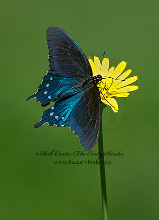 Battus philenor  PIPEVINE SWALLOWTAILs 8028467