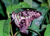 Graphium agamemnon 266622