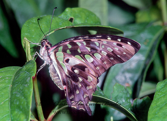Graphium agamemnon 266622