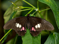 Heraclides anchisiades  RED-SPOTTED SWALLOWTAIL 9009066
