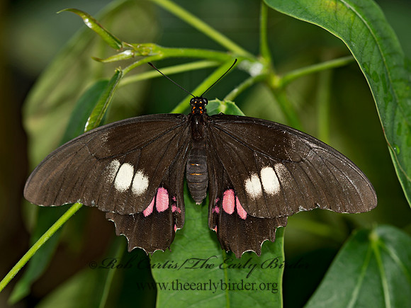 Heraclides anchisiades  RED-SPOTTED SWALLOWTAIL 9009066