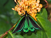 Ornithoptera euphorion  CAIRN'S BIRDWING 8009012 M