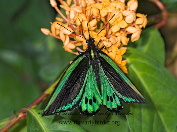 Ornithoptera euphorion  CAIRN'S BIRDWING 8009012 M