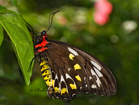 Ornithoptera euphorion  CAIRN'S BIRDWING 8009014 F