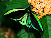 Ornithoptera euphorion  CAIRN'S BIRDWING 8009018 M