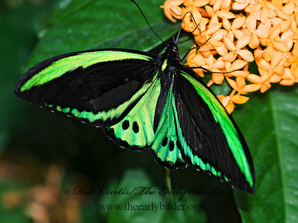 Ornithoptera euphorion  CAIRN'S BIRDWING 8009018 M