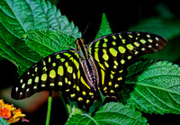 Graphium agamemnon 287103