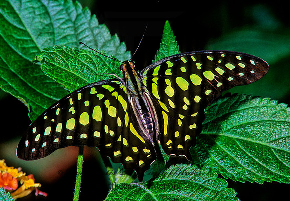 Graphium agamemnon 287103