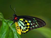 Ornithoptera euphorion  CAIRN'S BIRDWING 8009023 M
