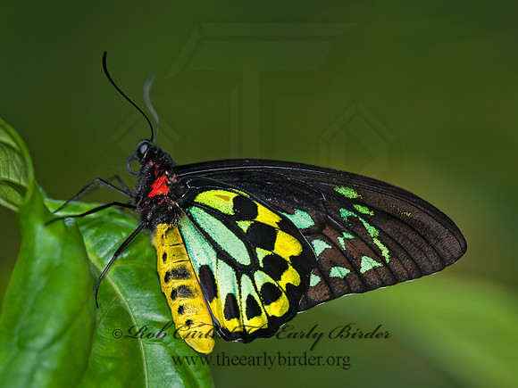 Ornithoptera euphorion  CAIRN'S BIRDWING 8009023 M