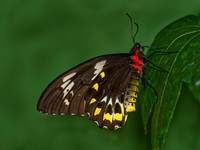 Ornithoptera euphorion  CAIRN'S BIRDWING 8009027 F