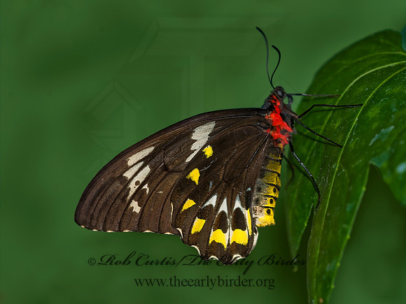 Ornithoptera euphorion  CAIRN'S BIRDWING 8009027 F