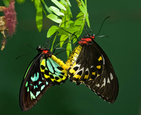 Ornithoptera euphorion  CAIRN'S BIRDWING 8009031
