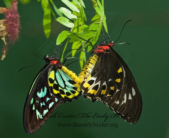 Ornithoptera euphorion  CAIRN'S BIRDWING 8009031