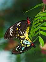 Ornithoptera euphorion  CAIRN'S BIRDWING 8009122