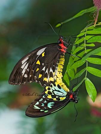 Ornithoptera euphorion  CAIRN'S BIRDWING 8009122