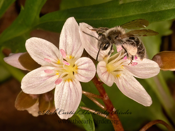 Andrena erigeniae  SPRING BEAUTY MINING BEE 9087048z