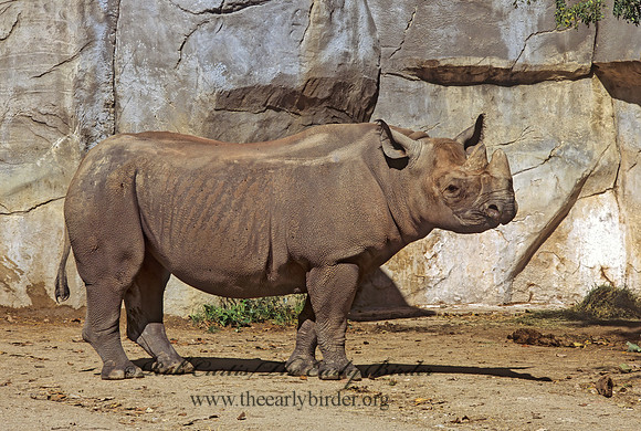 Diceros bicornis  BLACK RHINOCEROUS 293812z