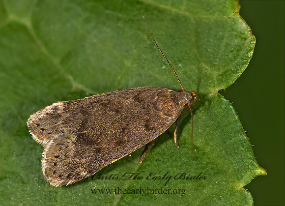 Anacampsis consonella TWIRLER MOTH 8015463z