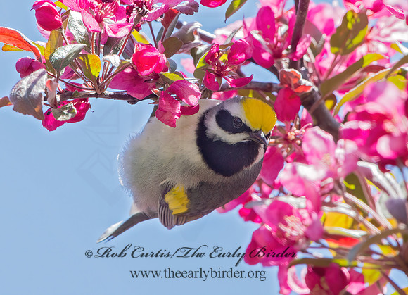 Vermivora chyrsoptera  GOLDEN-WINGED WARBLER 9029923z