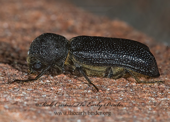 Amphicerus cornutus HORNED POWDER POST BEETLE 6024350z