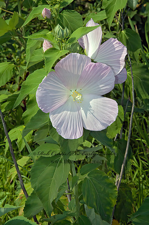 Hibiscus moscheutos  SWAMP ROSE-MALLOW 5011469z