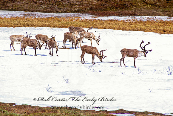 Rangifer tarandus  CARIBOU 235414z