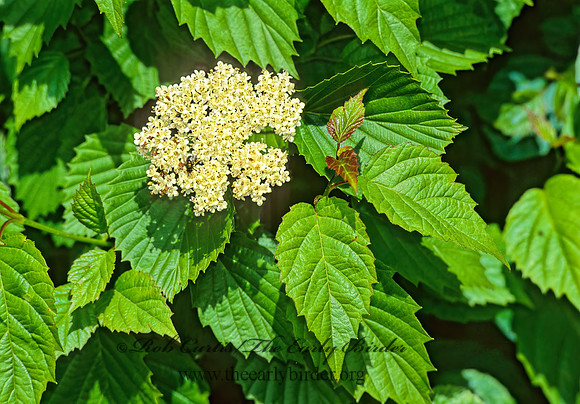 Viburnum dentatum  SOUTHERN ARROWOOD 282319z