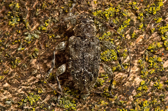 Astylidius parvus  LAMINAE LONGHORN BEETLE 9066395+