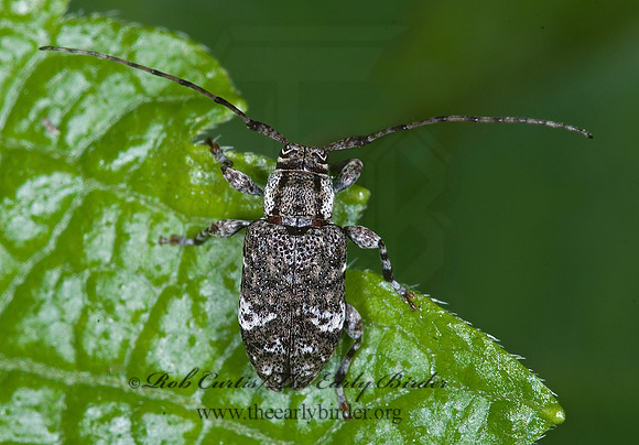 Astylopsis macula 6010023