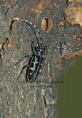 Anoplophora glabripennis 5017125+