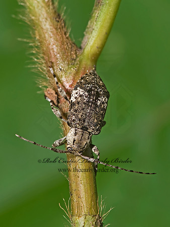 Astylopsis macula 8015862