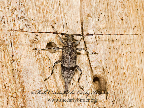 Acanthocinus pusillus 8014876+