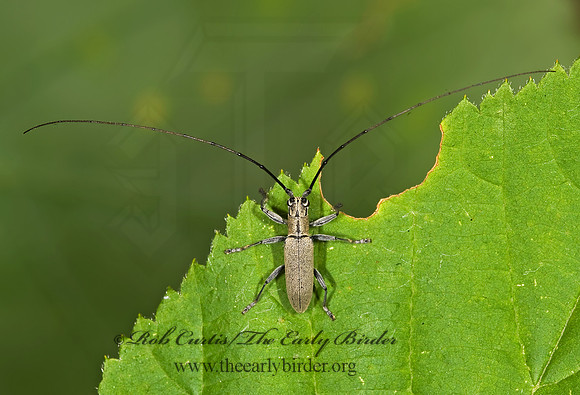 Doraschema cinereum 8015801