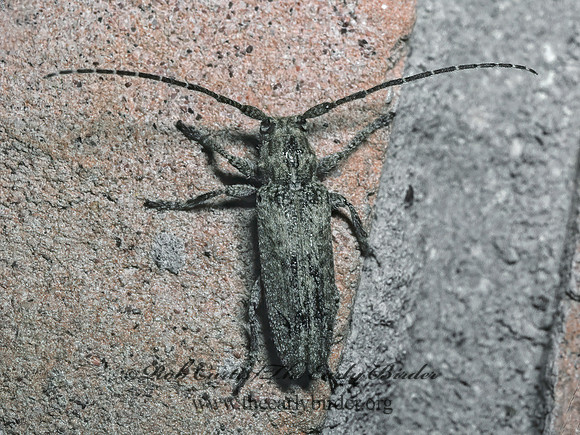Ataxia crypta 53130-1 F+