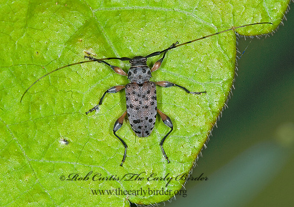Hyperplatys aspersa 6007275