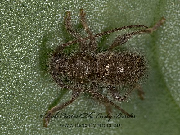 Ipochus fasciatus  FLAT-FACED LONGHORN 8036131+