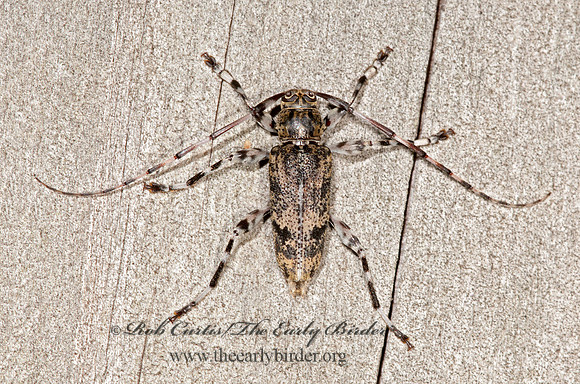 Graphisurus fasciatus = ACANTHOCININI  LONGHORN 3013357