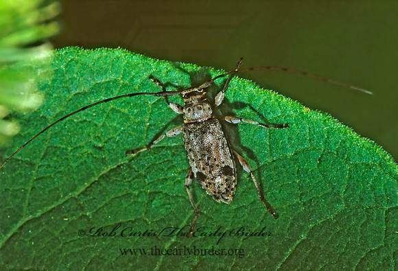 Hyperplatys maculata 1284201+