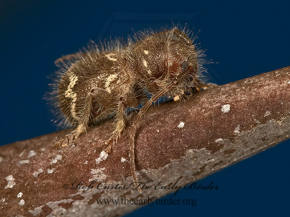 Ipochus fasciatus  FLAT-FACED LONGHORN 8036138+