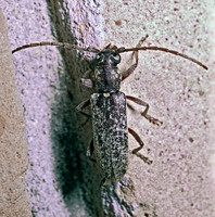 Anelaphus inermis 53622