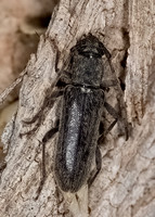 Anelaphus 6025137+